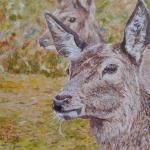 Oh Deer