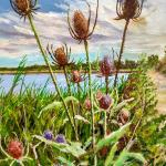 Teasel in seawall sunset