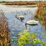 Swans at the sea wall