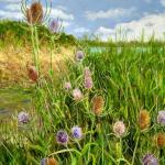 Teasel
