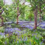 Secret Bluebell wood