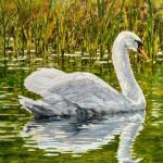 Swan and reflection