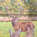 Deer at Burley