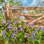 Bluebells by gate