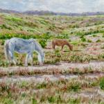 Ponies at Setley