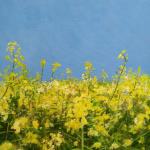 Oilseed Rape