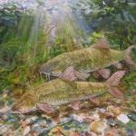 Barbel