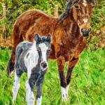 Roxy and foal
