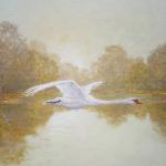 Swan in flight