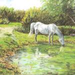 White pony
